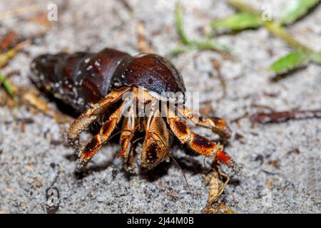 Granchio eremita grande con guscio di lumaca in habitat naturale nella foresta pluviale Masoala National Park, Madagascar Wildlife e deserto Foto Stock