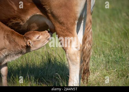 Vitello di razza bovina Limousin che allatta vacca madre in campo Foto Stock