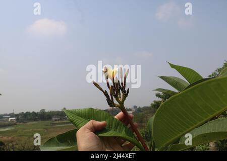 La Plumeria, conosciuta come frangipani, è un genere di piante fiorite della famiglia Rauvolfioideae, appartenente alla famiglia delle Apocynaceae. Foto Stock