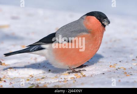 Maschio Eurasian Bullfinch (Pirrhula pirrhula) si siede sulla neve in luminoso giorno di sole Foto Stock