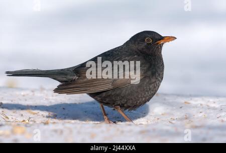 Maschio comune Blackbird (Turdus merula) elegante posa sulla neve in inverno freddo duro Foto Stock