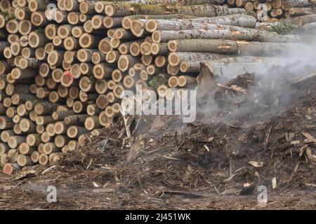 Legno crudo accatastato in una foresta Foto Stock