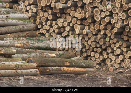 Legno crudo accatastato in una foresta Foto Stock