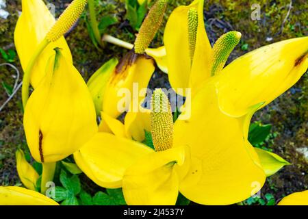 Pianta stinky gialla Lysichiton americanus noto come Skunk Cabbage, Lanterna palude Foto Stock