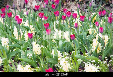 tulipani colorati viola primavera fiori Foto Stock