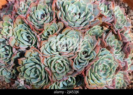 Denso gruppo di succulente echeveria con foglie azzurre-verdi e punte rosa in un giardino Foto Stock
