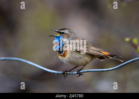 Rosterniges Blaukehlchen (Luscinia svecica svecica) Männchen Foto Stock