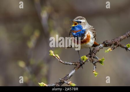 Rosterniges Blaukehlchen (Luscinia svecica svecica) Männchen Foto Stock