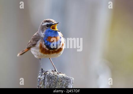 Rosterniges Blaukehlchen (Luscinia svecica svecica) Männchen Foto Stock