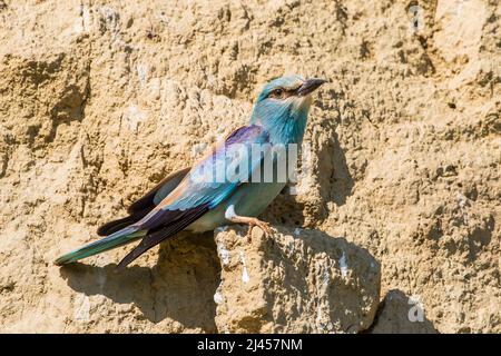 Blauracke (Coracias garrulus) Foto Stock