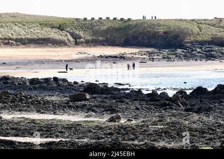 Elie Fife Scozia un villaggio turistico costiero, la marea è fuori e la gente del posto e turisti godere di una passeggiata sulla spiaggia. Cielo blu nei primi giorni di primavera. Foto Stock