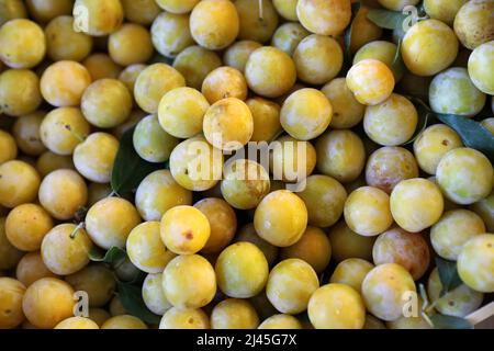 Frutta e verdura in un negozio cooperativo del produttore, rete di distribuzione locale: Prugne mirabelle Foto Stock