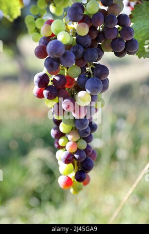 Mazzo di uve in mezzo alla vite. Veraison, inizio della fase di maturazione delle uve nei vitigni. Fine primavera ed estate Foto Stock