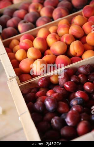 Villeneuve-sur-Lot (Francia sud-occidentale): Frutta in una stalla di mercato, pesche, albicocche e prugne Foto Stock