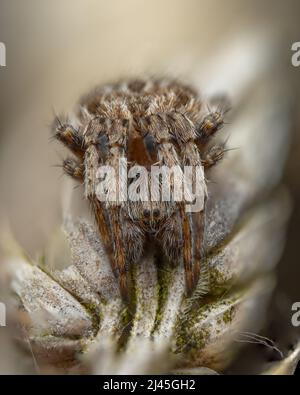 Un tessitore di orb di gorse - Agalenatea redei - che riposa su una testa di seme di erba nel Regno Unito Foto Stock