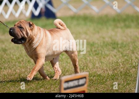 Bocca di Sharpei aperta al guinzaglio Foto Stock