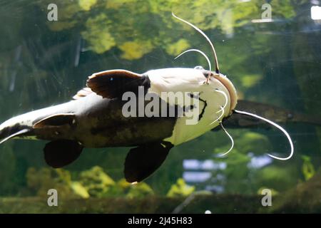 Triste pesce multicolore nell'acquario. Animali in cattività. Il pesce gatto di coda rossa, Phrattocephalus hemioliopterus, è un pimelodidi (a lungo whiskered Foto Stock