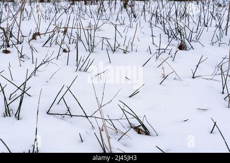 Erba secca con neve in inverno. Sfondo bianco naturale. Canne bianche secche e nevose. Colori pastello neutri. Spazio di copia. Foto di alta qualità Foto Stock