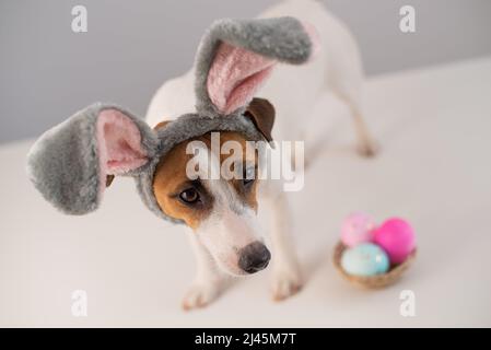 Divertente cane Jack Russell Terrier in un costume coniglietto con un cestino di uova dipinte su sfondo bianco. Simbolo della Pasqua cattolica Foto Stock