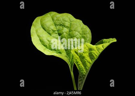 pianta verde del bambino che cresce su sfondo nero Foto Stock