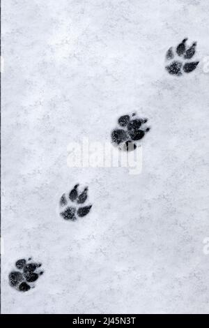 Impronte di un cane sullo sfondo della neve Foto Stock