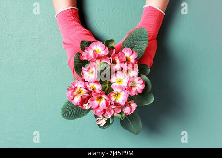 Rosa fiore primula, le mani femminili in guanti piantando in giardino Foto Stock