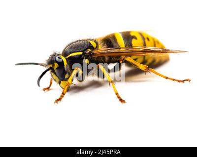 Vespola comune, Vespula vulgaris, isolata su sfondo bianco Foto Stock