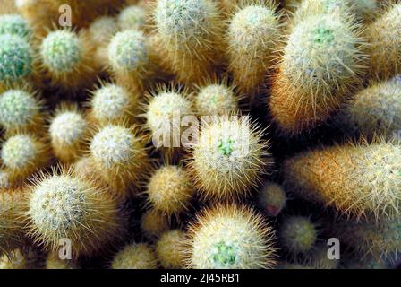 Un cactus di pizzo d'oro in vaso da fiori Foto Stock