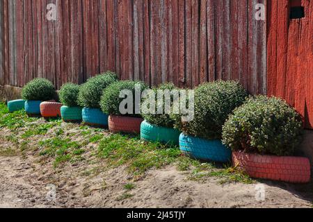 Pneumatici per fiori . Recinzione in legno con ornato . Arbusti decorativi in villaggio Foto Stock