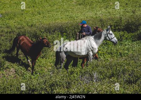 Un giovane cavaliere su un cavallo di baia attraversa un campo di erba alta e conduce altri due cavalli nel distretto di Ulagansky della repubblica Altai, Russia Foto Stock
