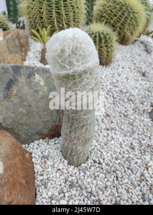 Mamillaria bocasana cactus in giardinaggio deserto Foto Stock