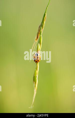 Beetle signora Asiatica multicolore - Harmonia axyridis, bella piccola coleottera colorata da prati e praterie eurosiani, Repubblica Ceca. Foto Stock