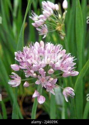 Invecchiamento allio (Allium senescens) montanum fiorisce in un giardino nel mese di giugno Foto Stock