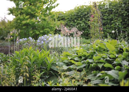 L'aglio al miele siciliano (Allium Siculum, Nectaroscordum Siculum) fiorisce in un giardino nel mese di maggio Foto Stock