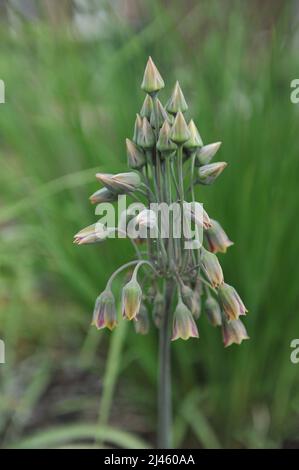 L'aglio al miele siciliano (Allium Siculum, Nectaroscordum Siculum) fiorisce in un giardino nel mese di maggio Foto Stock