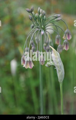 L'aglio al miele siciliano (Allium Siculum, Nectaroscordum Siculum) fiorisce in un giardino nel mese di maggio Foto Stock