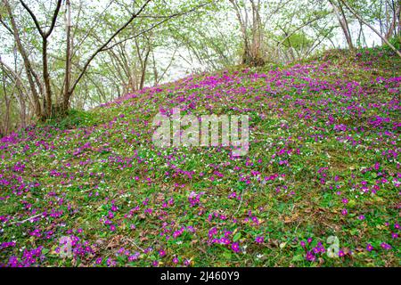 Vista sul campo verde con fiori e alberi selvatici in crescita. Primera viola e stella del fiore di betlemme che fiorisce in primavera Foto Stock