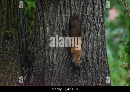 Uno scoiattolo rosso eurasiatico (Sciurus vulgaris) su un albero nelle foreste dei Monti Cappatiani in Romanaia. Alcuni di questi scoiattoli rossi sono noti a. Foto Stock