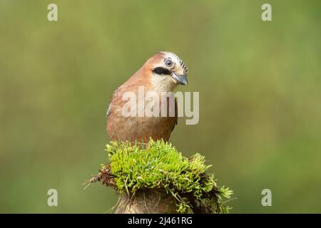 Primo piano di Eurasian Jay in Springtime. Nome scientifico: Garrulus Glandarius. Colorato Jay di fronte a faccia con il viso quizzical e appollaiato sul verde Foto Stock