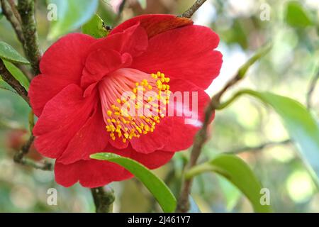 Camellia japonica rossa ‘Alexander Hunter’ in fiore Foto Stock