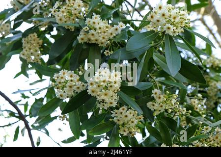 Drimys winteri, la corteccia d'inverno o canelo in fiore Foto Stock