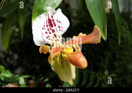 Paphiopedilum gratrixianum o ladyÕs Slipper orchidea pianta in fiore. Foto Stock