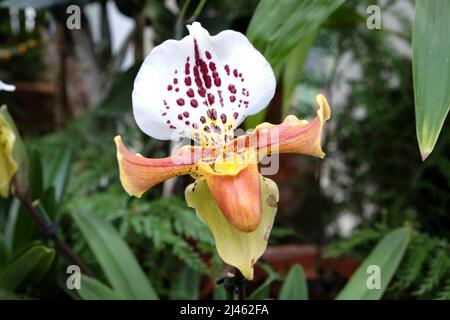 Paphiopedilum gratrixianum o ladyÕs Slipper orchidea pianta in fiore. Foto Stock