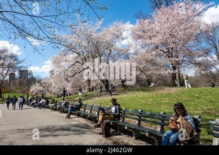 La statua di Pilgrim Hill è circondata da ciliegi Yoshino in fiore in primavera, New York City, USA 2022 Foto Stock