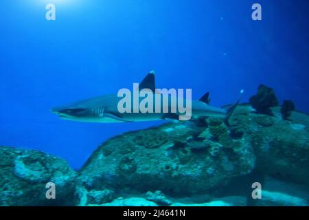 Pericolo squalo nuota vicino a pietre sott'acqua Foto Stock