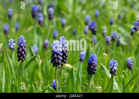 Grappoli di piccoli fiori blu a forma di campana del giacinto dell'uva, o 'Muscari latifolium'. Foto Stock
