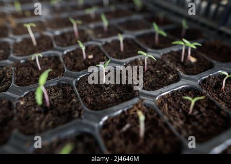 Dettagli profondità di campo poco profonda (fuoco selettivo) con attacchi per piante pronti per essere piantati. Foto Stock