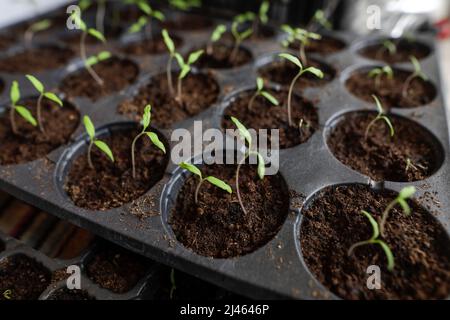 Dettagli profondità di campo poco profonda (fuoco selettivo) con attacchi per piante pronti per essere piantati. Foto Stock