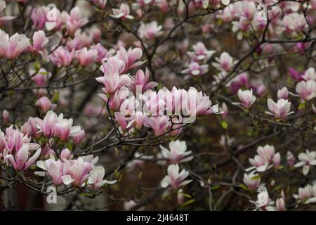 Profondità di campo poco profonda (fuoco selettivo) dettagli con germogli e fiori di un albero Magnolia in primavera. Foto Stock