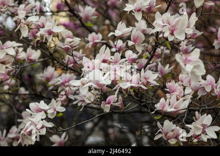 Profondità di campo poco profonda (fuoco selettivo) dettagli con germogli e fiori di un albero Magnolia in primavera. Foto Stock
